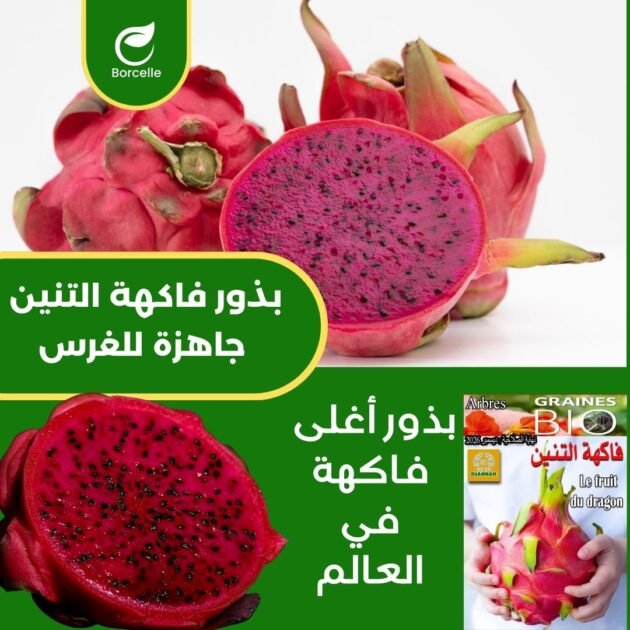 بذور فاكهة التنين